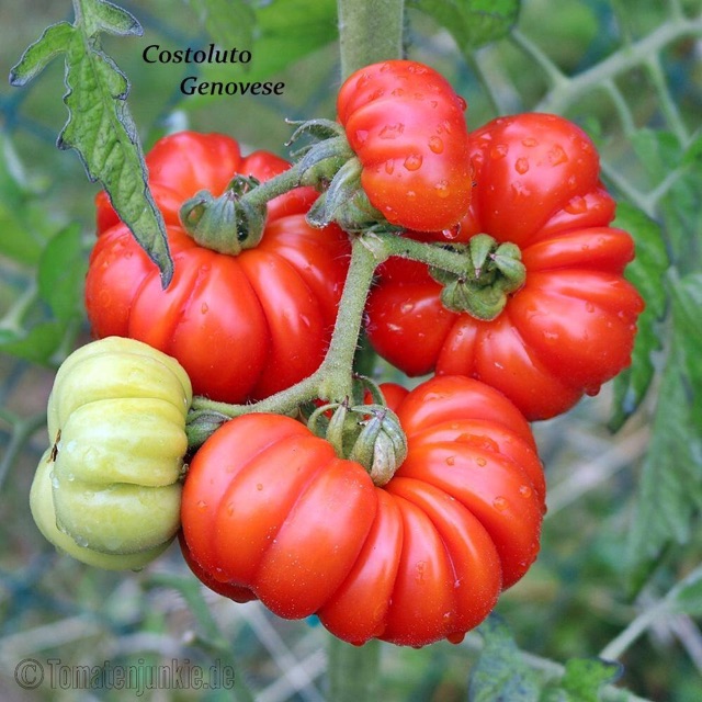 Hạt giống cà chua bí ngô F1