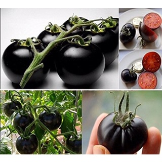 Hạt giống cà chua cherry đen lai F1 - rau củ quả trồng chậu, sân vườn ban công ngon ngọt nảy mầm cao 0,1g RADO643