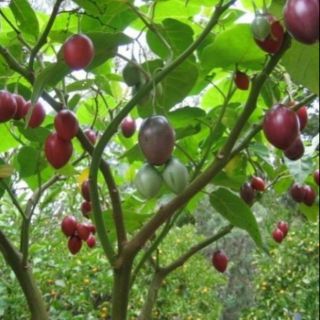 CÂY GIỐNG CÀ CHUA THÂN GỖ NHẬP KHẨU