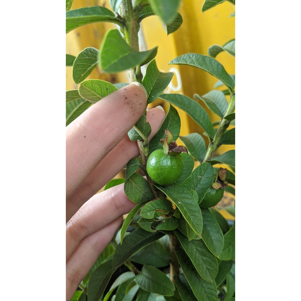 Ổi sẻ Nhật cây đang trái