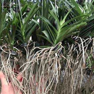 Lan vanda nhỡ hàng thái xanh mướt, rể khỏe nhiều màu