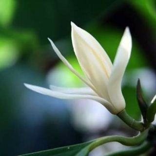 CÂY HOA NGỌC LAN TRẮNG