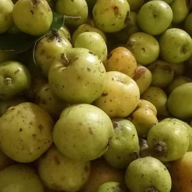 Sỉ toàn quốc giá rẻ 3kg táo mèo tươi