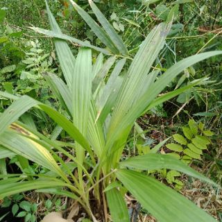 Chu đinh lan hoa màu trắng tím