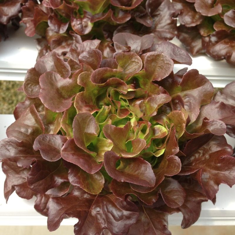 200H - #Hạt_Giống_Xà_Lách_Sồi_Xanh_Tím ( tặng kèm kích mầm và phân bón )