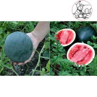 HẠT DƯA HẤU TRÁI TRÒN ĐEN ruột đỏ vỏ đen nặng 8-10kg, 80 ngày thu hoạch - GÓI 5 GRAM