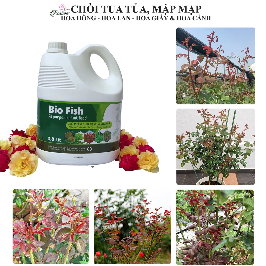 Phân bón lá đạm cá hữu cơ vi sinh Rosava 4lit đậm đặc cho hoa hồng, lan, sen đá, hoa giấy và cây cảnh