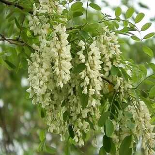 HOA HOÈ [cây giống]