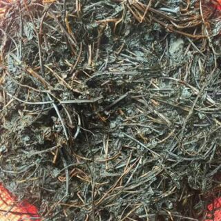 Thạch đen cao bằng( nửa kg cây khô)