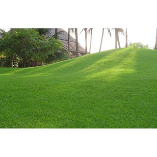 HẠT GIỐNG CỎ NHUNG NHẬT