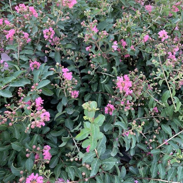 Cây hoa tường vi hồng cao 30-40cm, cây cực kì sai hoa và nụ, thích hợp trồng trang trí sân vườn và gia đình 981SP