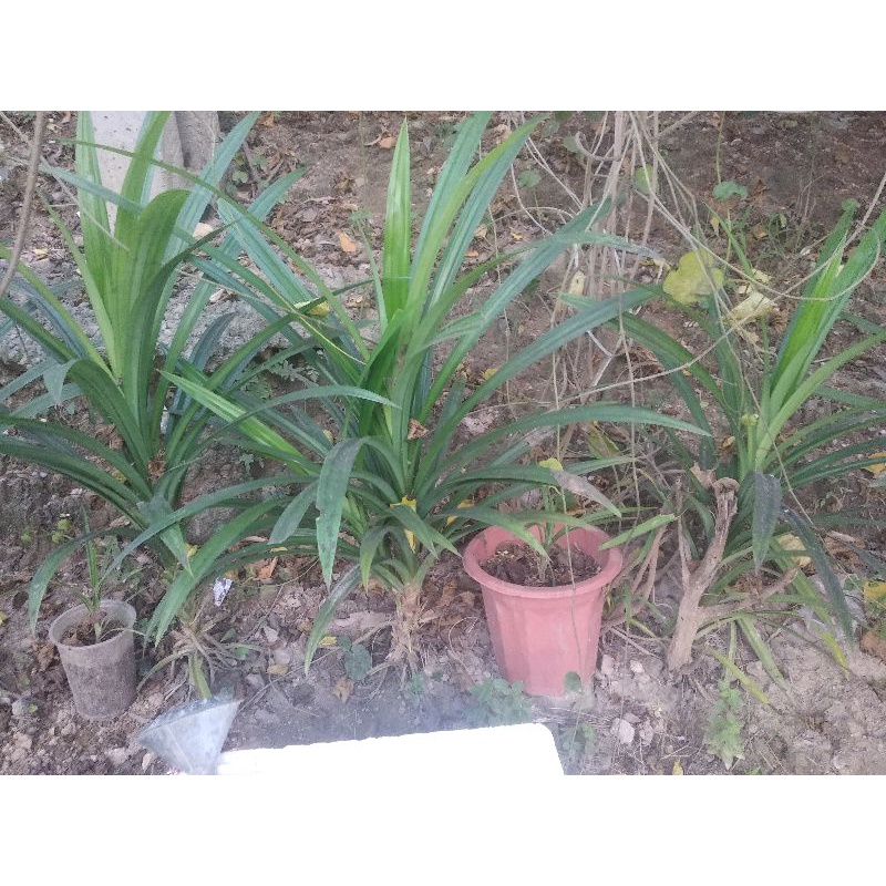 Cây lá nếp giống ( cây cơm nếp)