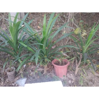Cây lá nếp giống