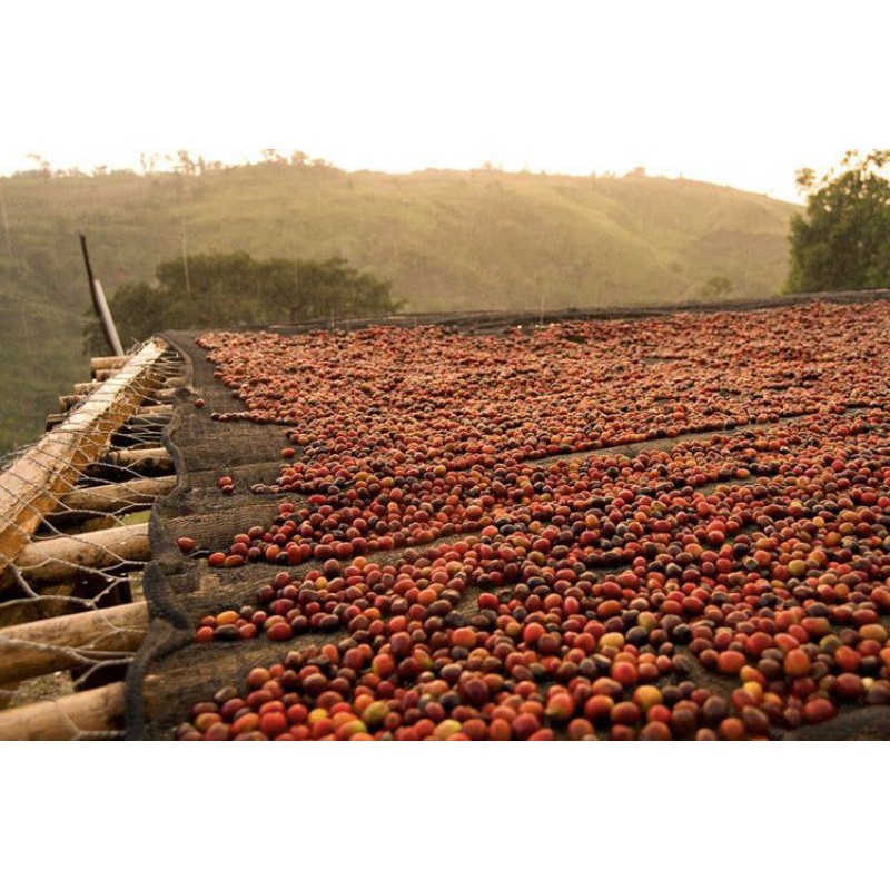 Cà phê Robusta Đắk Lắk (500G/ 1 túi) - 100% Cà phê hạt rang mộc nguyên chất - TBCAFE