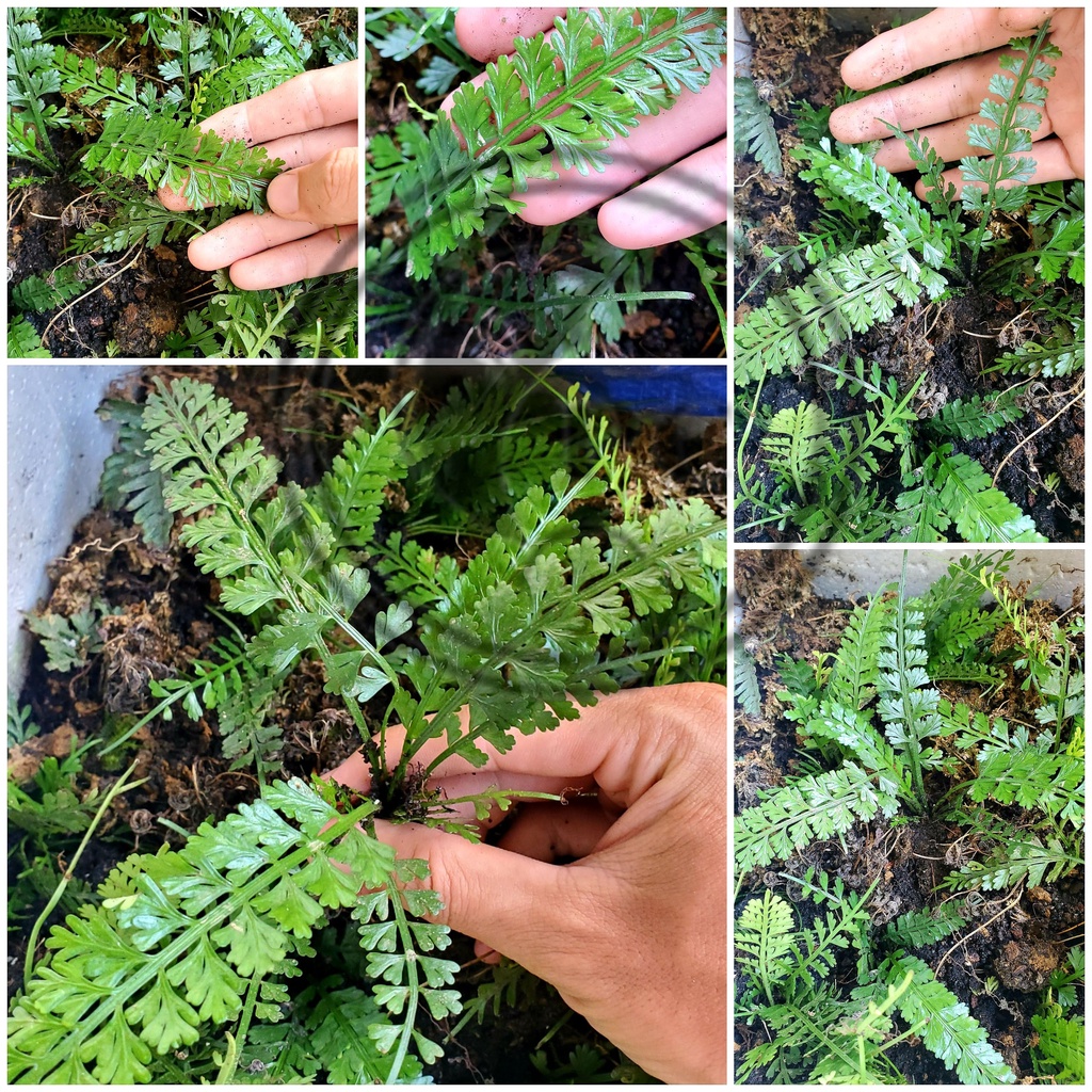 Dương xỉ trang trí hồ bán cạn terrarium
