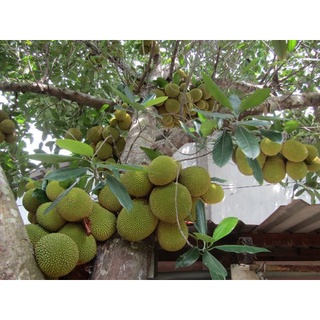 Cây Giống Mít mơ (chuẩn giống cây ghép )