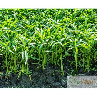 50GR - HẠT GIỐNG RAU MUỐNG