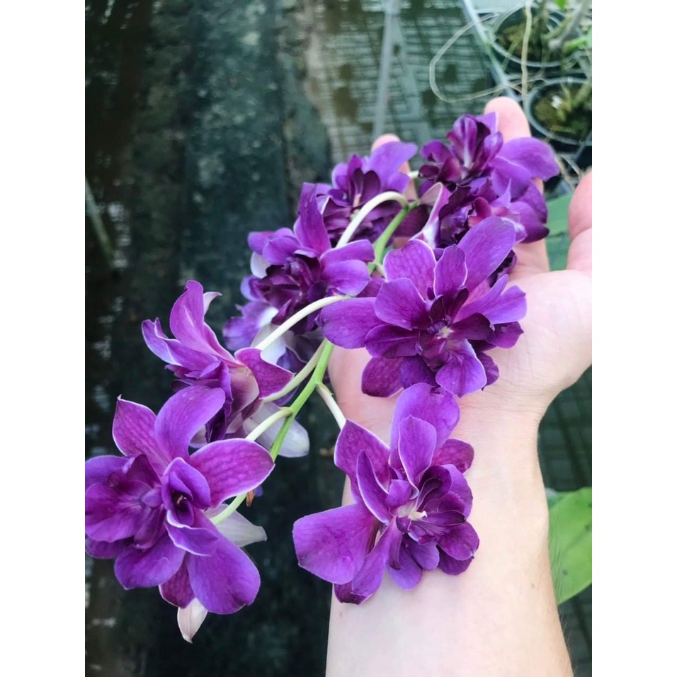 HOA LAN DENRO HOA HỒNG BLUE
