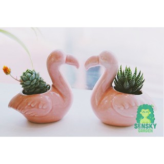 Cây Móng Rồng Mini Size