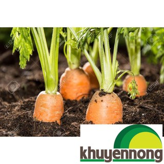 Gói 300 hạt giống cà rốt đỏ