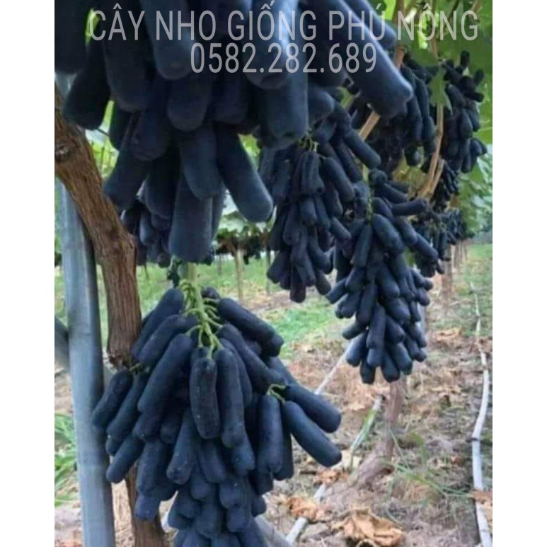 (Bảo hành 1 đổi 1) CÂY NHO GIỐNG NGÓN TAY ĐEN ( Moon Drops) HÀNG NHẬP KHẨU - Mua 3 cây tặng 1 kéo tỉa cành