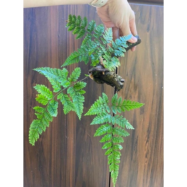 Lũa gỗ bám rêu và lan siêu đẹp set terrarium, bán cạn, hồ cá non bộ