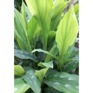 Bổ dưỡng:Cây tam thất nam( khương tam thất),cây xuyên tâm liên(công cộng), cây cát sâm,1kg đậu xanh