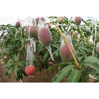 Cây giống xoài đỏ nhật bản