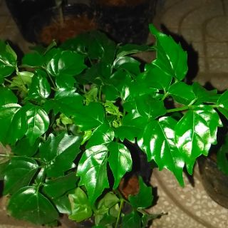 [Bonsai] Cây hạnh phúc