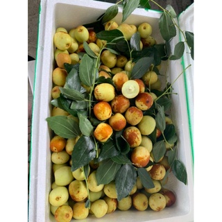 TRÁI CÂY TƯƠI