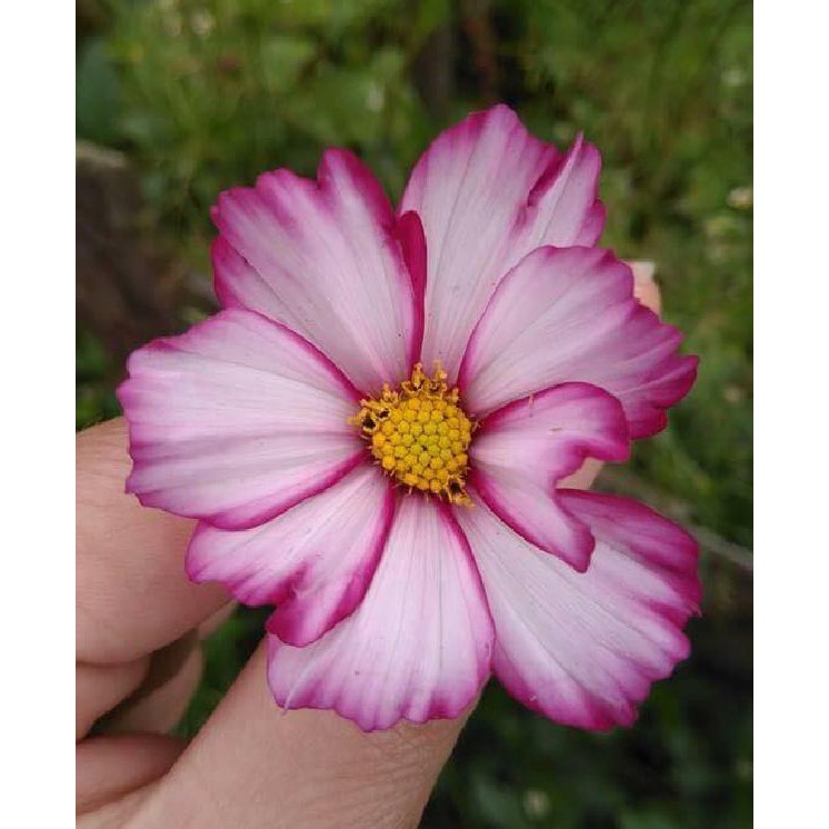 Hạt giống cúc sao nháy mix màu - 200 hạt