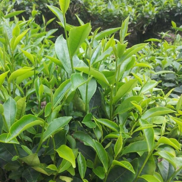 100gr TRÀ (chè) Tân Cương Thái Nguyên nhà làm bảo đảm