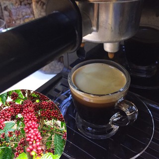 Cà phê Robusta Hemera rang (nguyên hạt) 500 gram