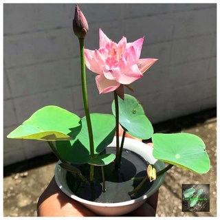 [Seeds] Hạt giống hoa sen mini nhiều màu, đóng gói 5 hạt