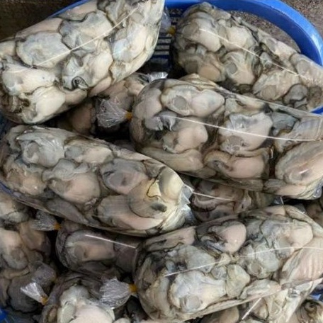 1KG HÀU SỮA PHÚ QUỐC THIÊN NHIÊN