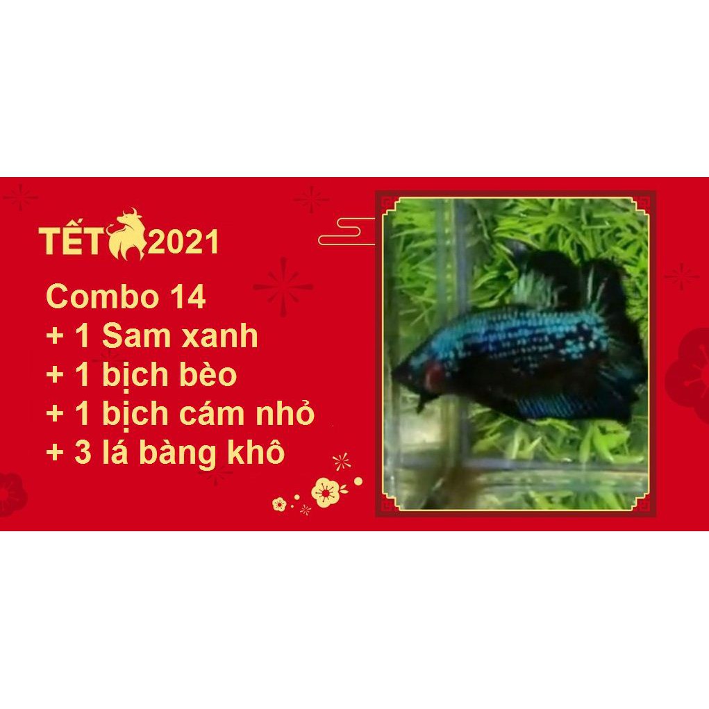 Combo Betta Food 14 SX - Thức ăn cho cá