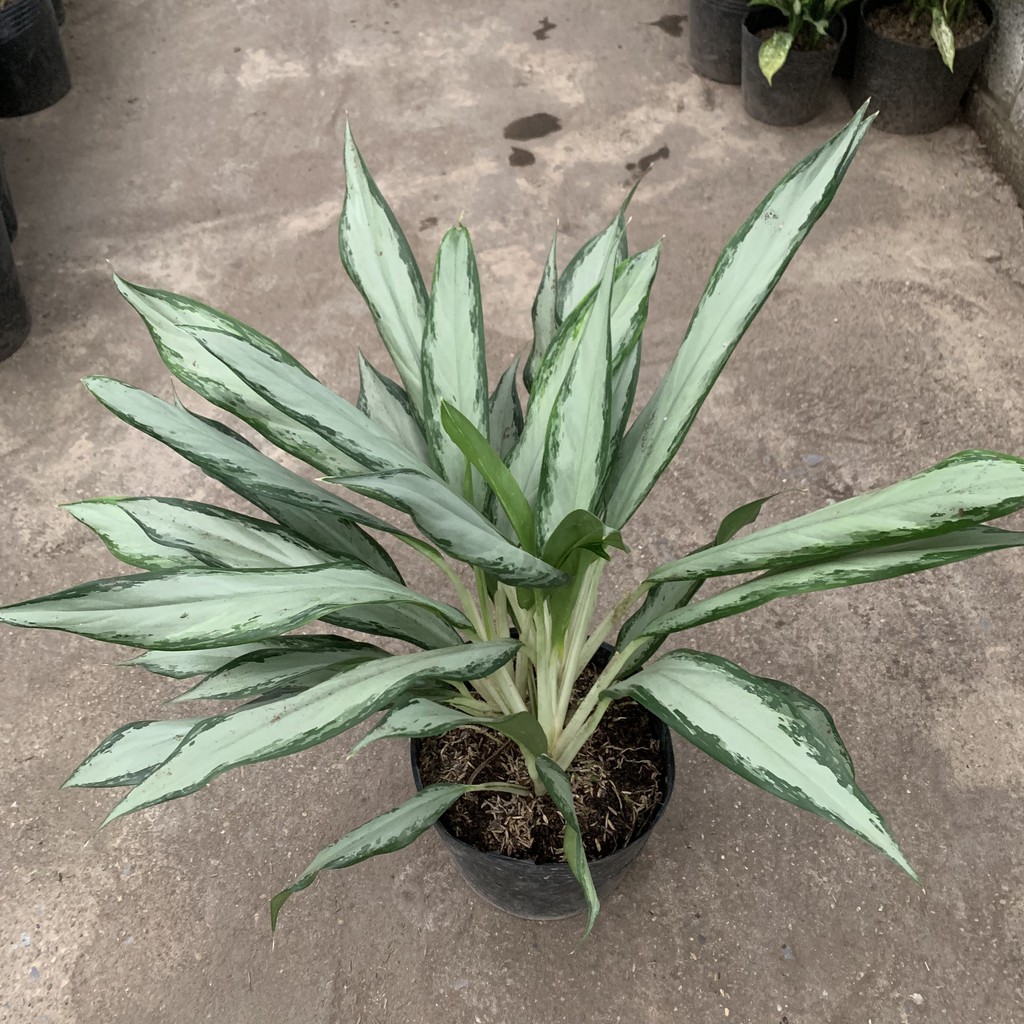 Cây Giữ Tiền trồng nội thất cao 30cm, gồm 3 nhánh gốc, xum xuê nhánh lá, cây cảnh phong thuỷ trồng trong nhà và ban công