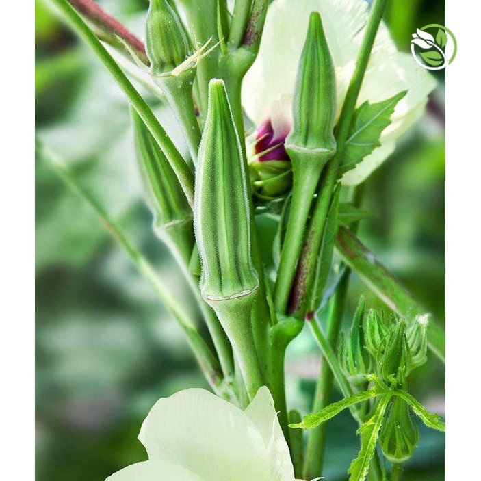 Hạt Giống Đậu Bắp Năm Cạnh Trái Trắng Cây Lùn Phú Nông - Gói 10g - Okra