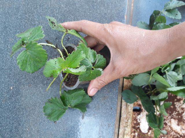 2 Cây giống dâu tây Hà Lan hoa hồng