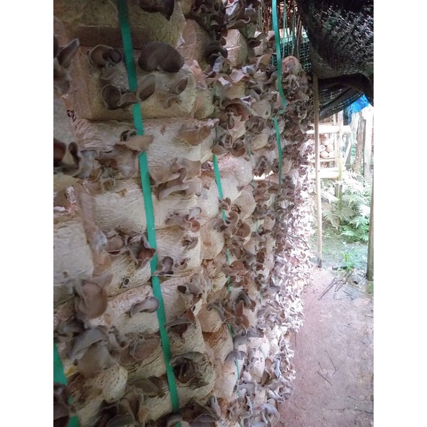 Nấm mèo đen  loại to, dày - 500gam-100% hữu cơ,  được sản xuất tại Lâm Đồng