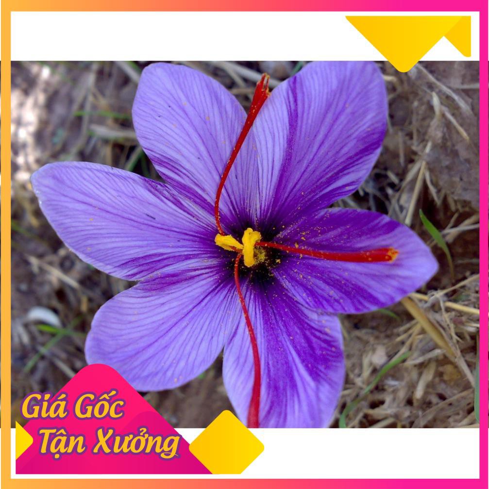 Củ lan nghệ tây Nhụy hoa Saffron dắt nhất thế giới .