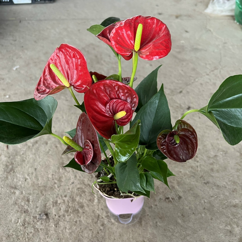 Cây hồng môn đỏ thủy sinh để bàn cao 20cm, cây phong thủy trồng nội thất mang đến may mắn, phát tài