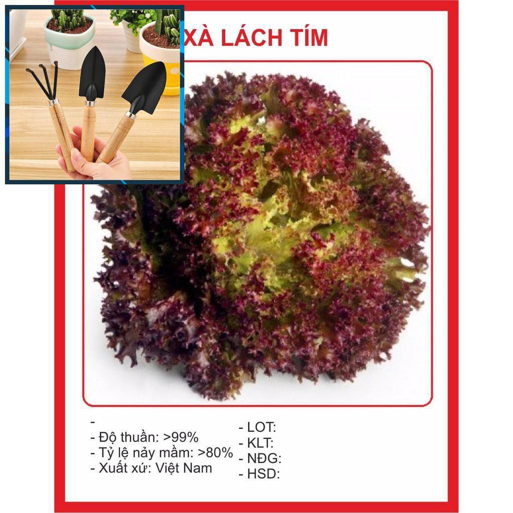 Xà Lách Xoăn Tím 0.2gr TẶNG BỘ LÀM VƯƠN MINI