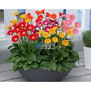 10 HẠT GIỐNG HOA ĐỒNG TIỀN NHIỀU MÀU [CHẤT LƯỢNG]