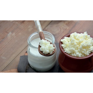 Nấm sữa kefir sữa chua nhà làm