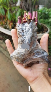 Combo 5 củ giống Hoa Mẫu đơn kép
