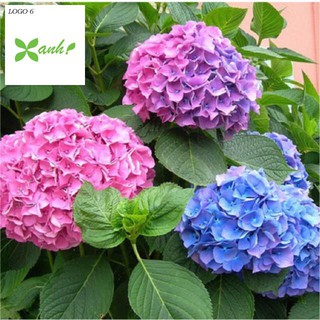 Hạt giống Cẩm tú cầu mix