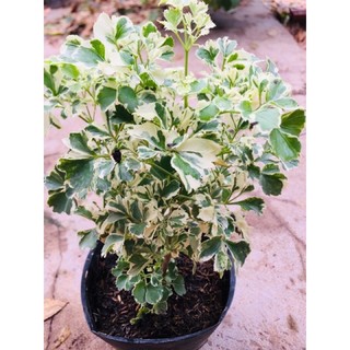 Đinh lăng cẩm thạch -để bàn