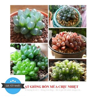 68A Hạt giống Sen đá Kim Cương (20 hạt)