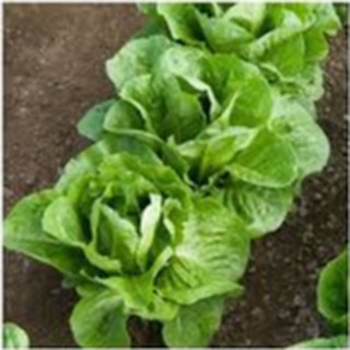 2gram HẠT GIỐNG XÀ LÁCH ROMAINE